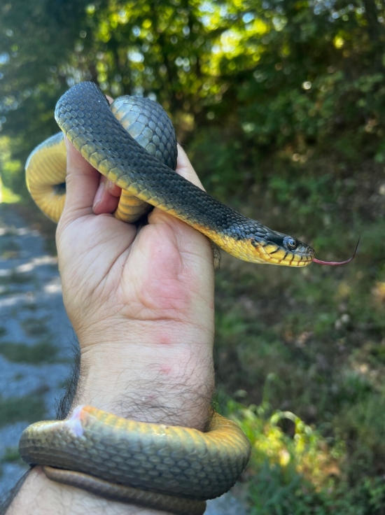Yellowbelly Water Snake